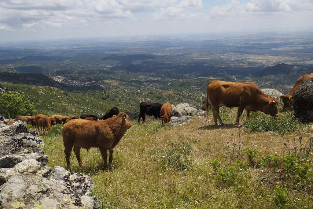 Vacas nodrizas pastando (Foto Gobierno CLM)