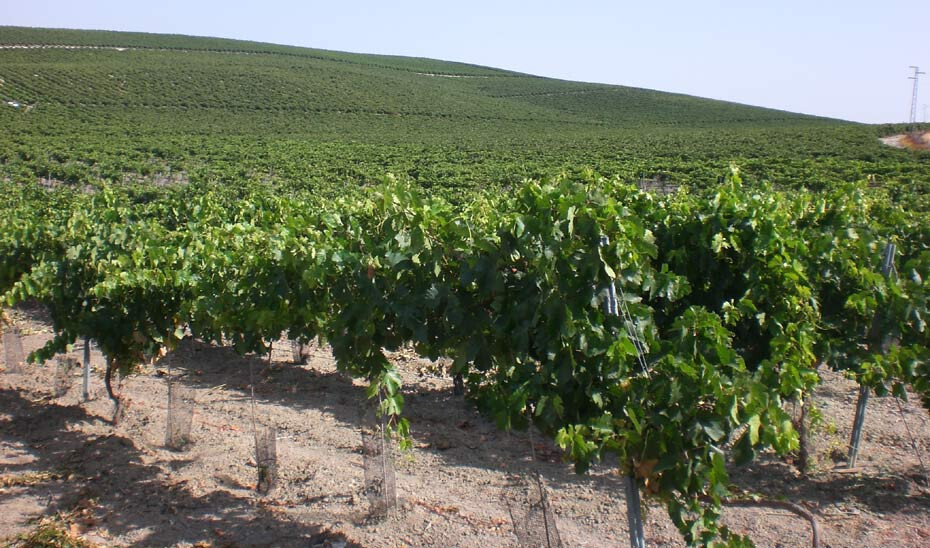 Viñedos 2 (Foto Junta de Andalucía)