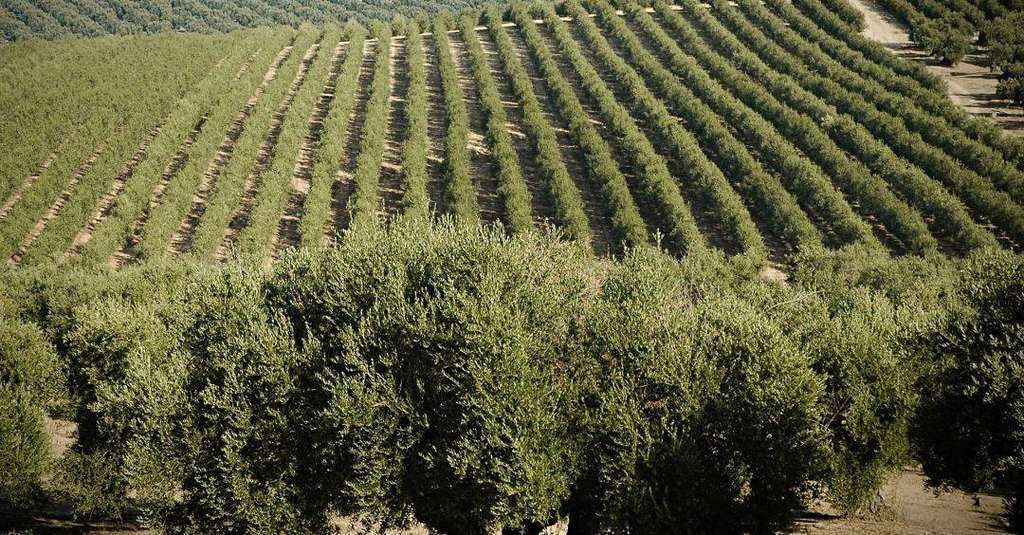 Olivares (foto asemesa)