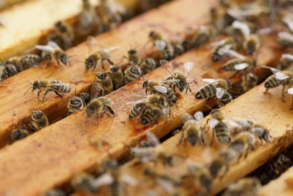 Abejas Apicultura (Foto Gobierno CLM)