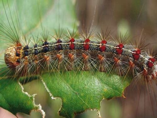 Oruga Peluda Lymantria dispar (Foto Gobierno Baleares)