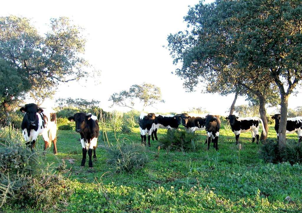 Vacas pastando vacuno (Foto MAPA)