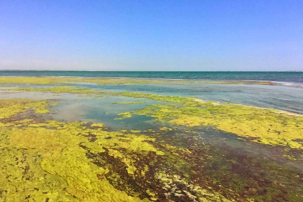 Playa lodos, fangos y secos Los Urrutias Mar Menor (Foto Ayto Cartagena)