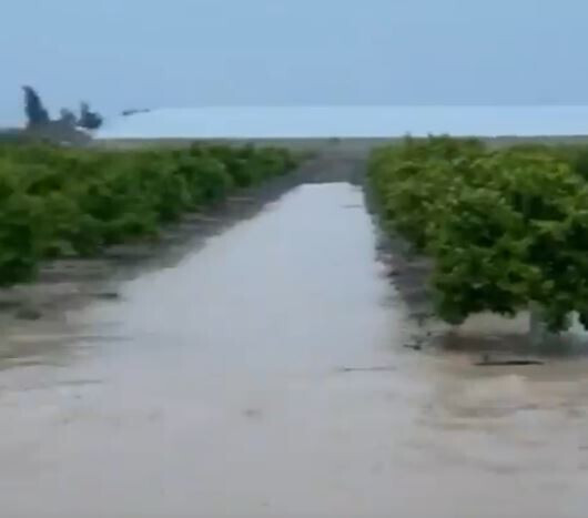 Campo inundado marzo 2020 Los Alcázares 2 (Foto TTSEMLA)
