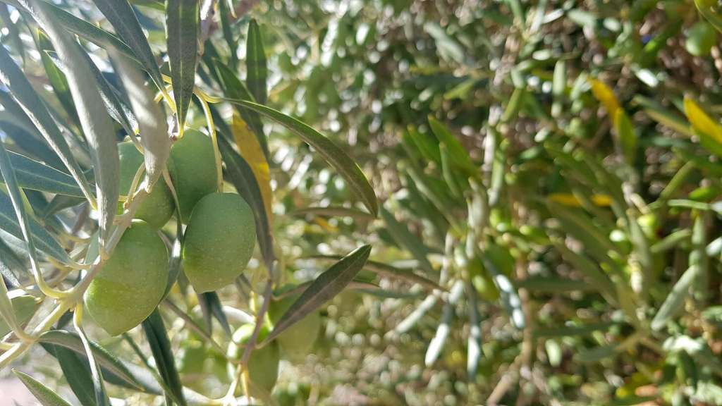 Oliva aceituna (Foto Gobierno de CLM)