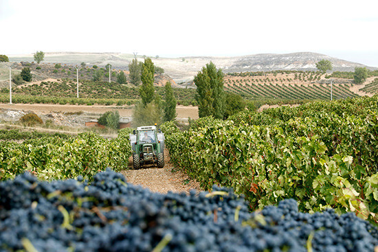 Tractor Vendimia Uva Vino Viñedos (Foto UPA)
