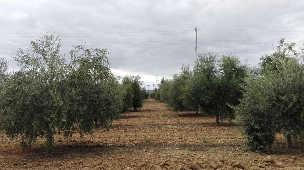 Olivo bgmo (foto ifapa)