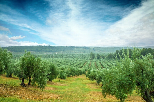 Campo de olivos olivar (Foto Universidad Córdoba archivo)