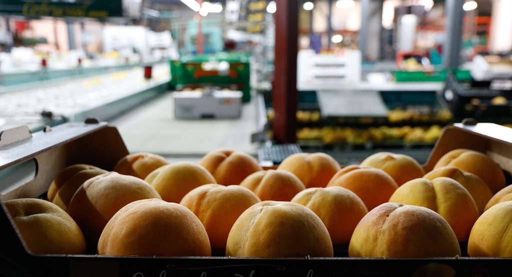 Caja de melocotones en cooperativa hortofrutícola Teruel (Foto Joaquín Terán UPA)