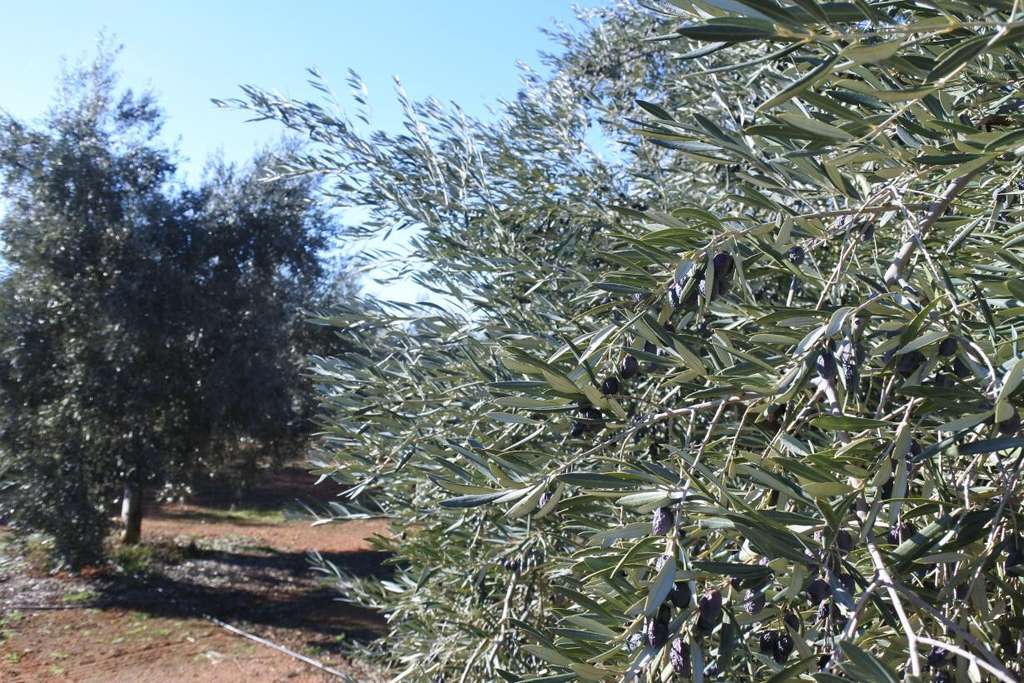 Campo de montiel (foto jccm)