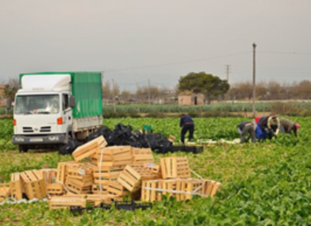 Jornaleros recogida campo (Foto CCOO)