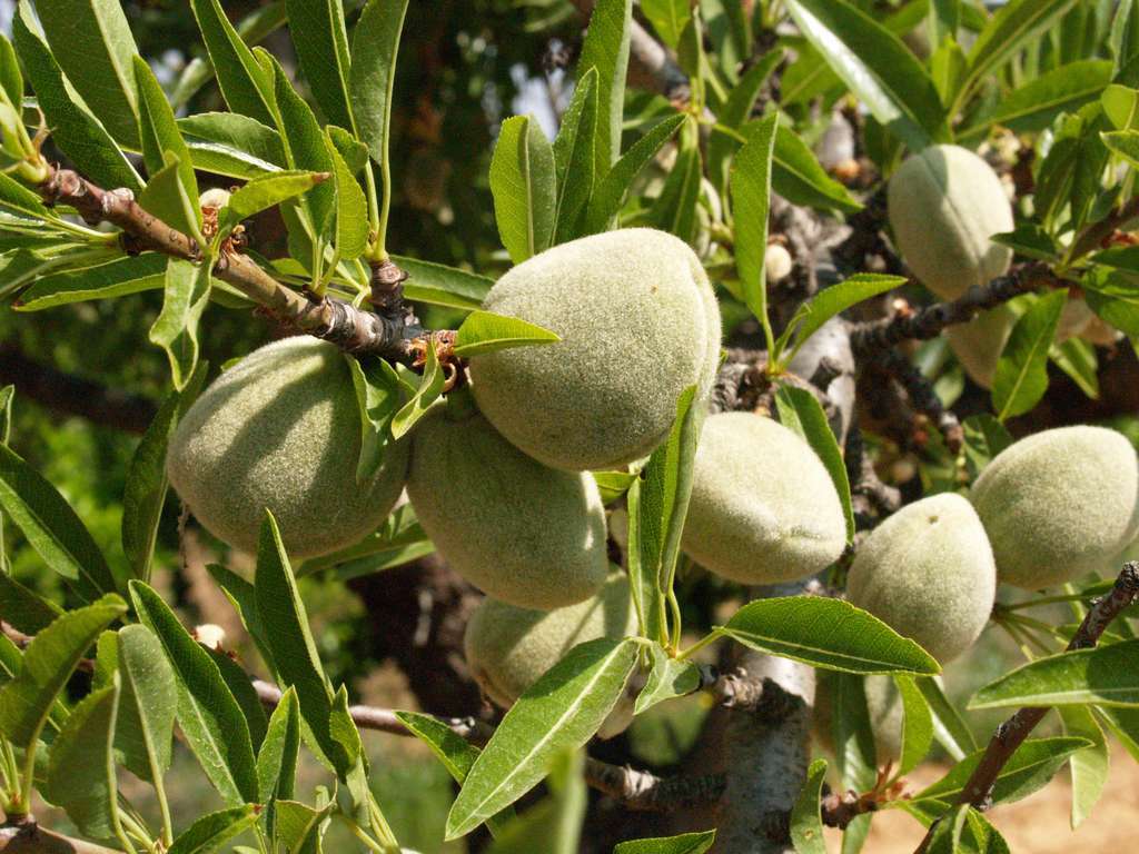 Almendra en árbol (Foto La Unió)