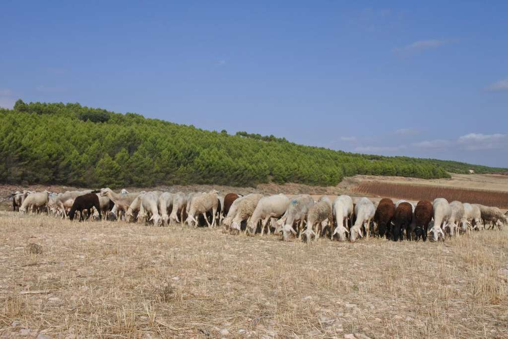 Ganaderia extensiva (Foto jccm)