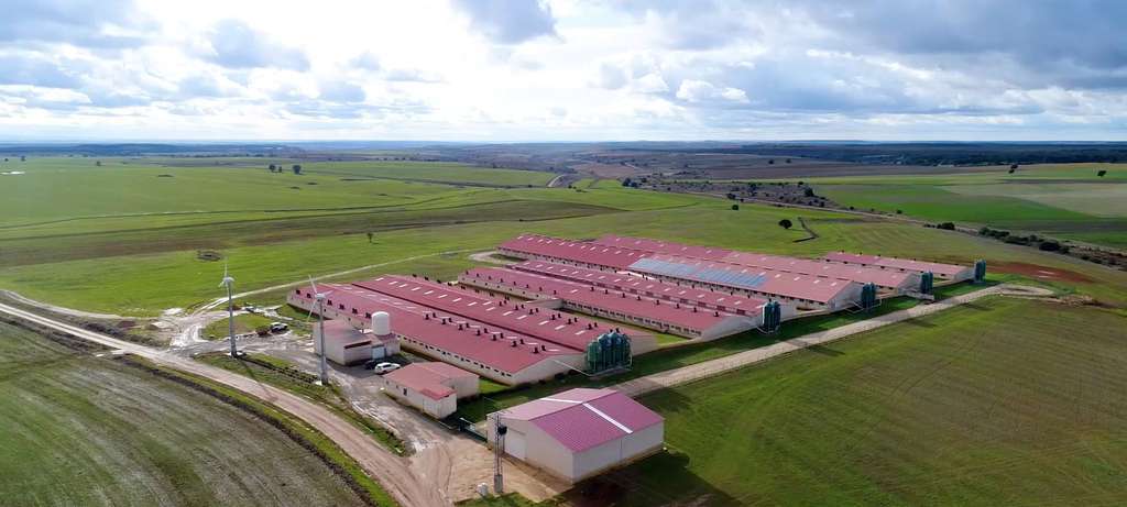 Granja de porcino de capa blanca de España (Foto Interporc)