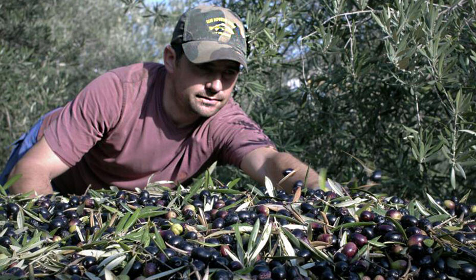 Jornalero campaña aceituna olivar recolección (Foto Junta de Andalucía)