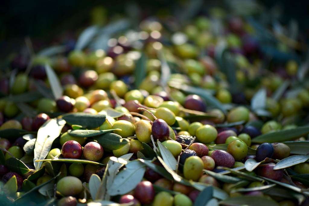 Aceitunas (Foto MAPA)