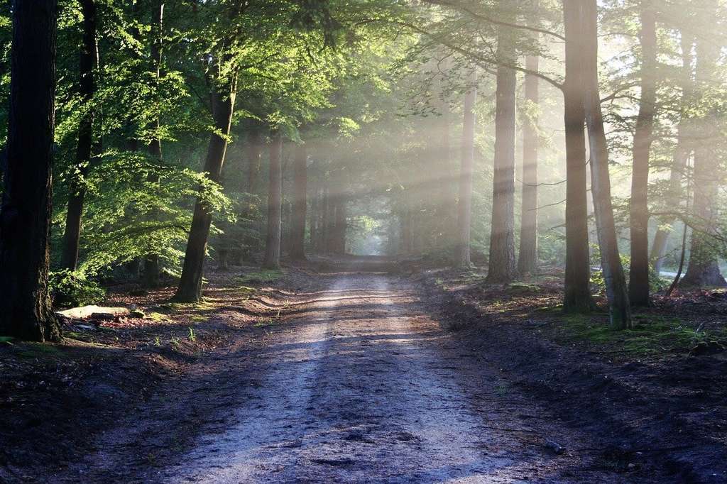 BOSQUES FORESTALES