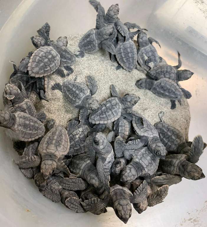 Crías tortuga boba (Foto CARM)
