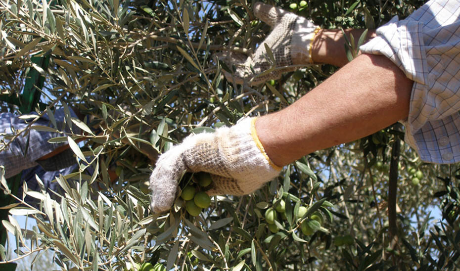 Recogida aceitina trabajador jornalero (Foto Junta de Andalucu00eda)
