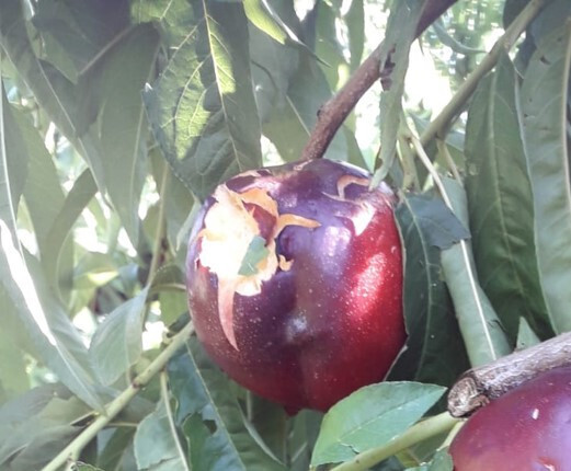 Daños pedrisco fruta de hueso (Foto Agroseguro)