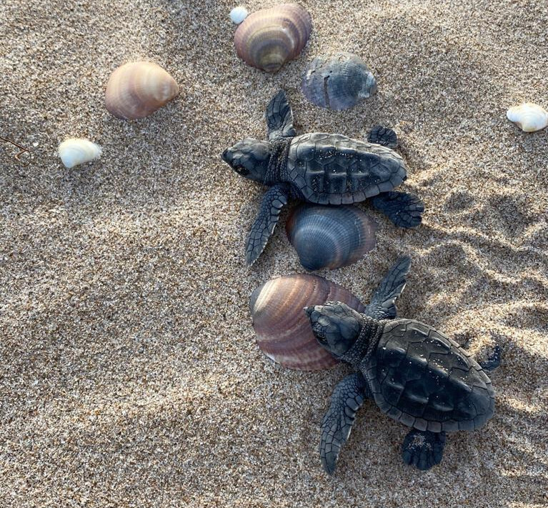 Tortugas bobas nido Cullera 2 (Foto Generalitat Valenciana)
