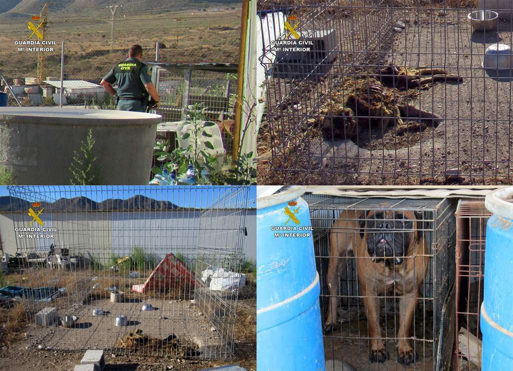 20200925 NP OP BULMAS MALTRATO ANIMAL CRIADERO PERROS MAZARRON PPN AG cuatro