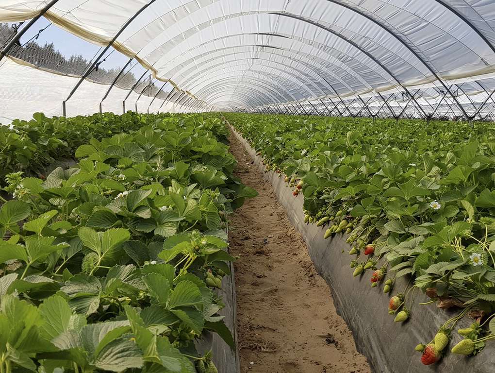 Cultivo de fresa en Huelva