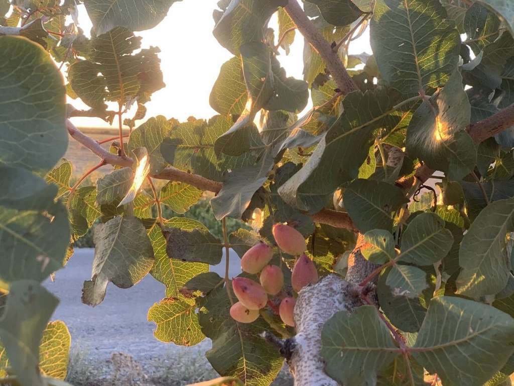 Cultivo pistacho (Foto Gobierno CLM)
