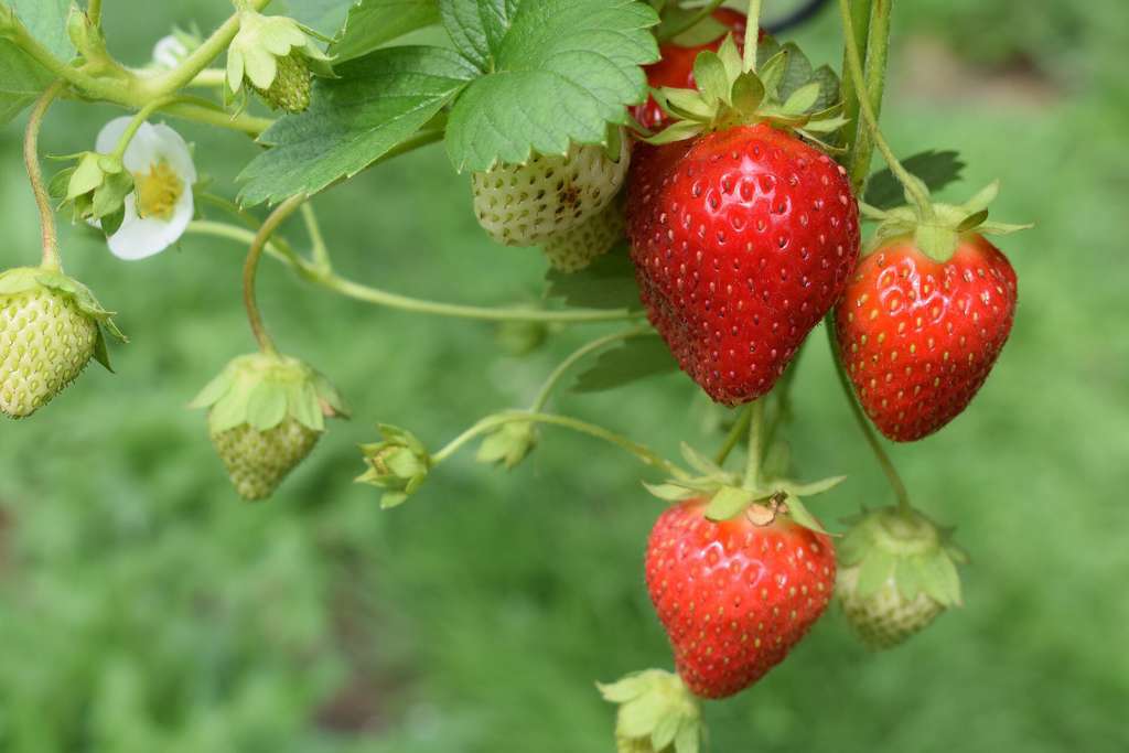 Fresas