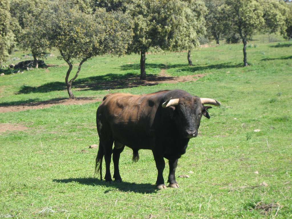 Raza bovina de lidia toro (Foto Mapama)