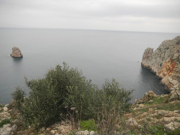 Acebuche islas Medas (Foto IRTA)