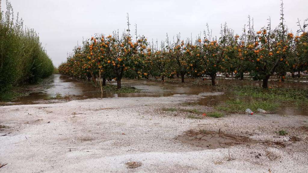 Caqui pedregada granizo pedrisco 1 (Foto La Unió)