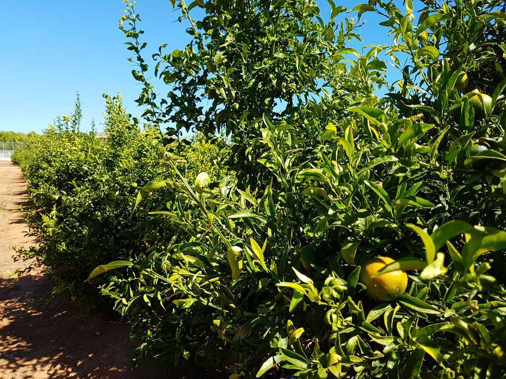 LimonerosFotoGeneralitatValenciana 4