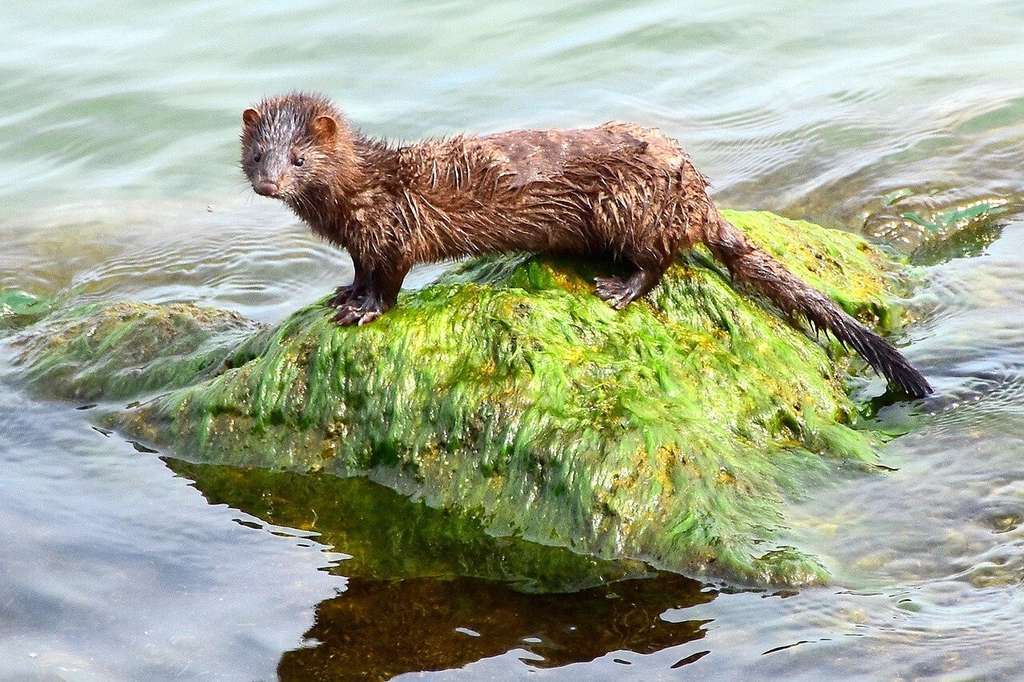 American mink 2779719 1280