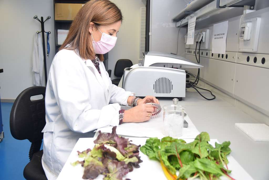 Investigaciu00f3n compost lechuga baby leaf (Foto UPCT)
