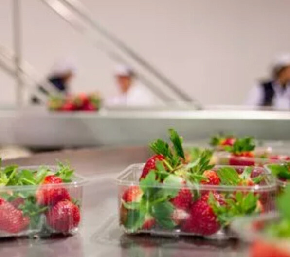 Fresas bandeja (Foto Surexport)