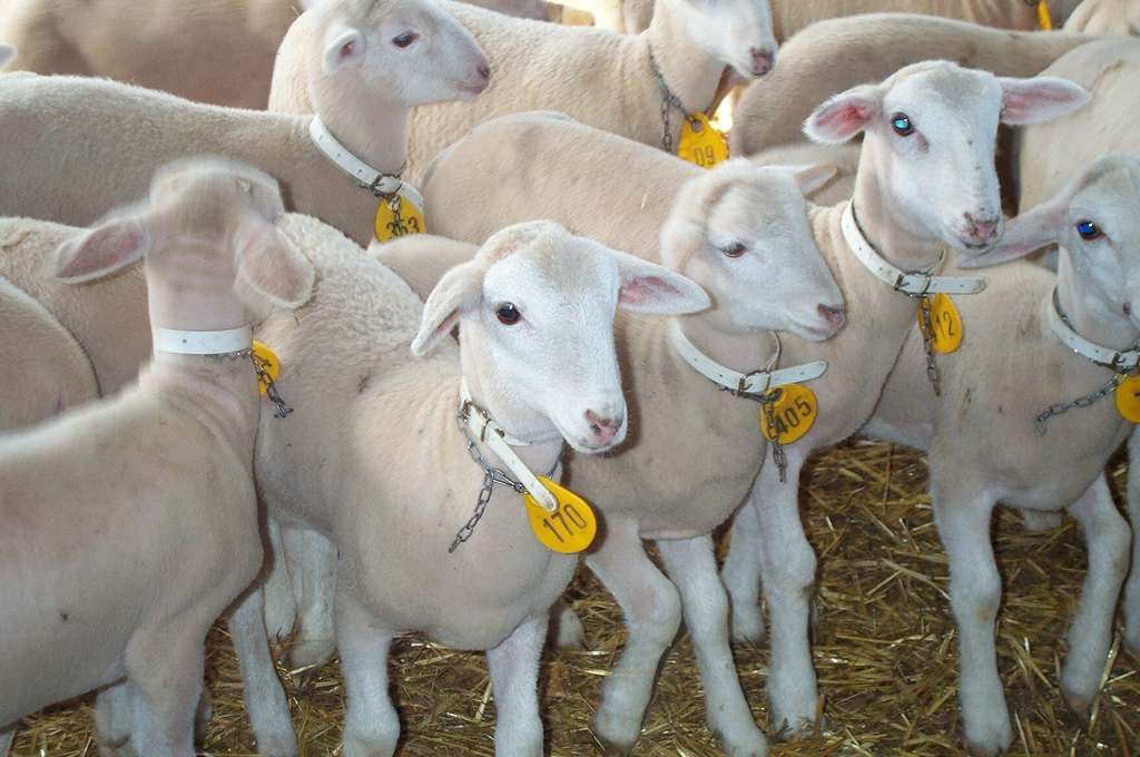 LOTE CORDEROS SEGUREÑOS IGP