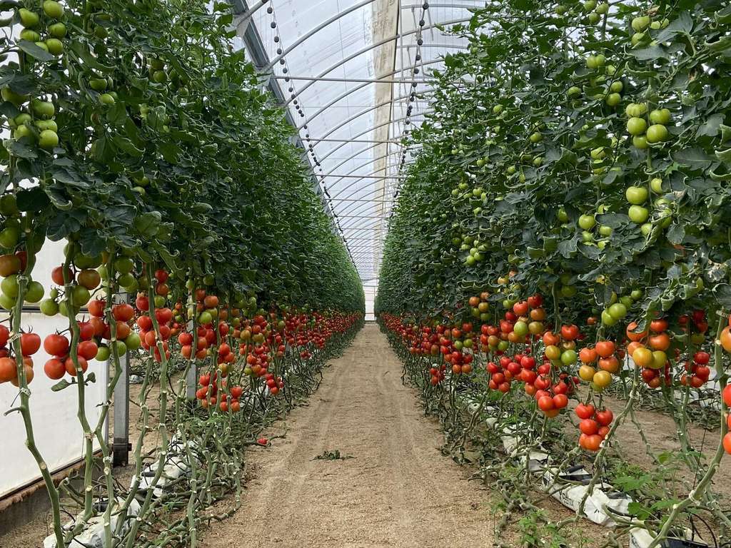 Invernadero de tomates