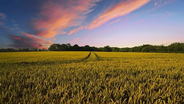 Amanecer campo