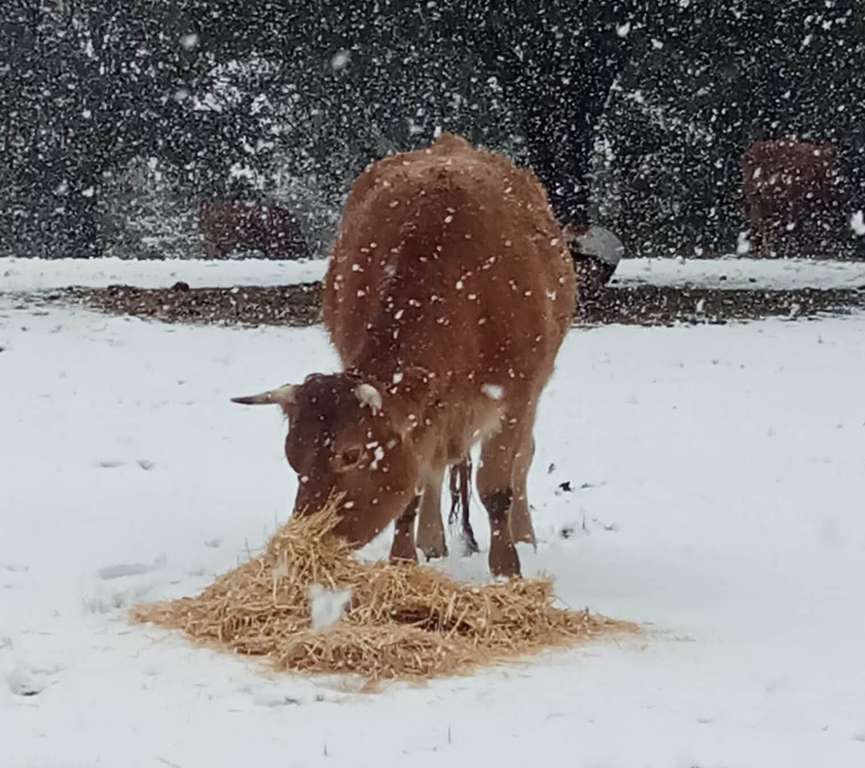 Ganado Nieve Filomena (Foto Asaja Toledo)