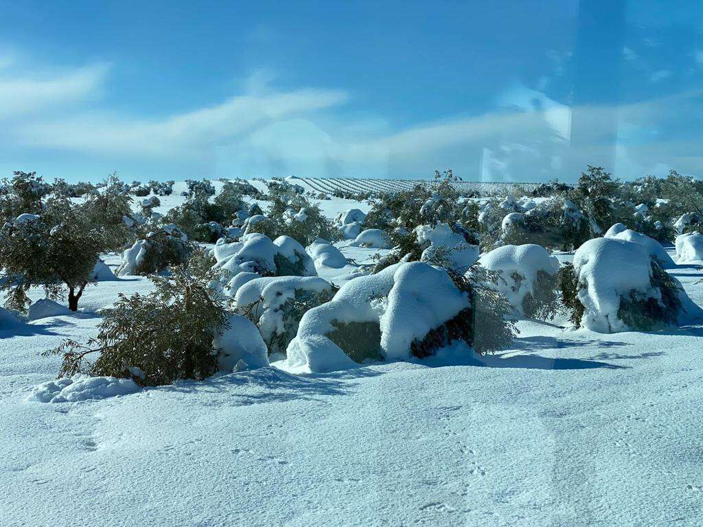 Olivos Nieve Helada daños Filomena (Foto Asaja Albacete)