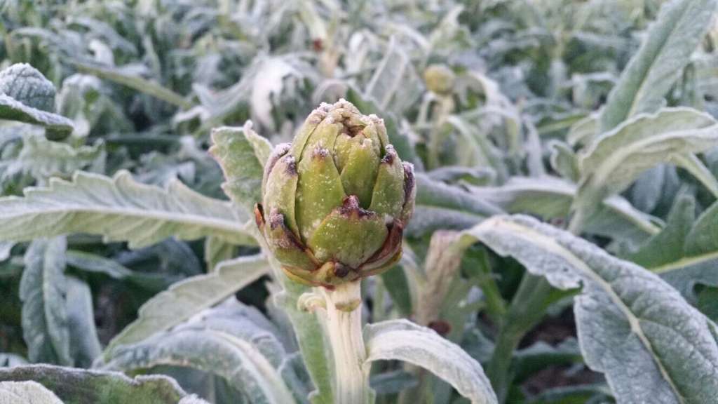 Alcachofa helada Filomena (Foto La Unió)