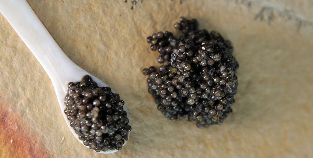 Diego Gallegos Sollo caviar