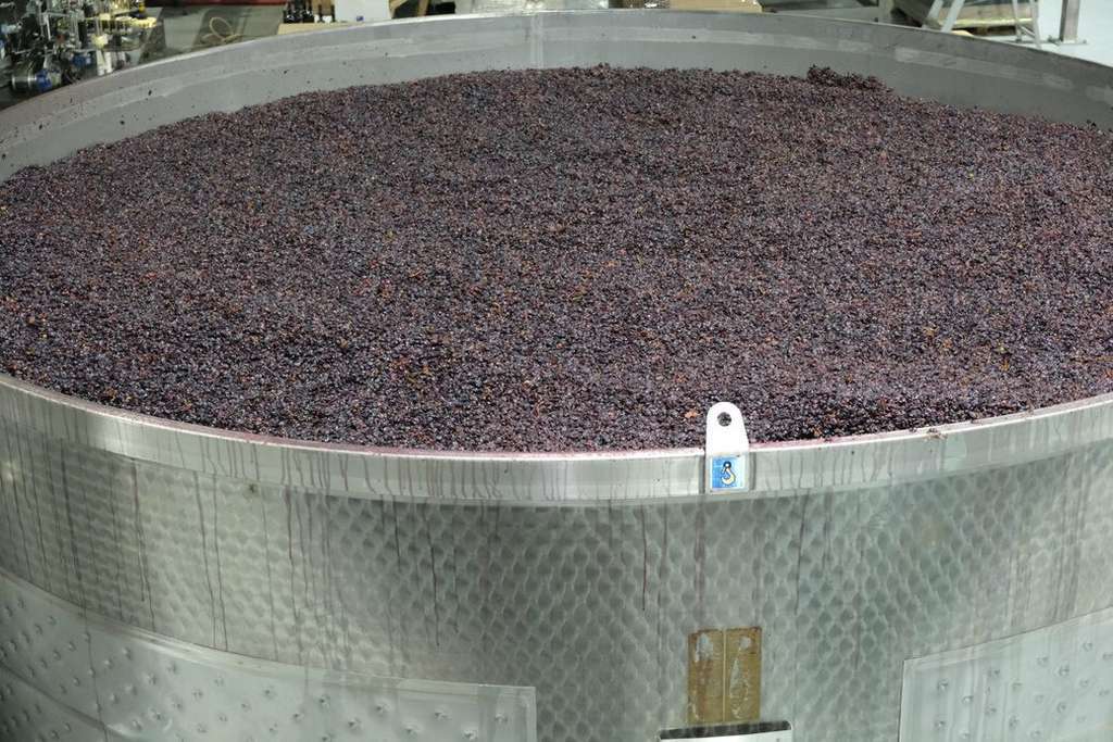 Cuba bodega vendimia (Foto DOP Jumilla)