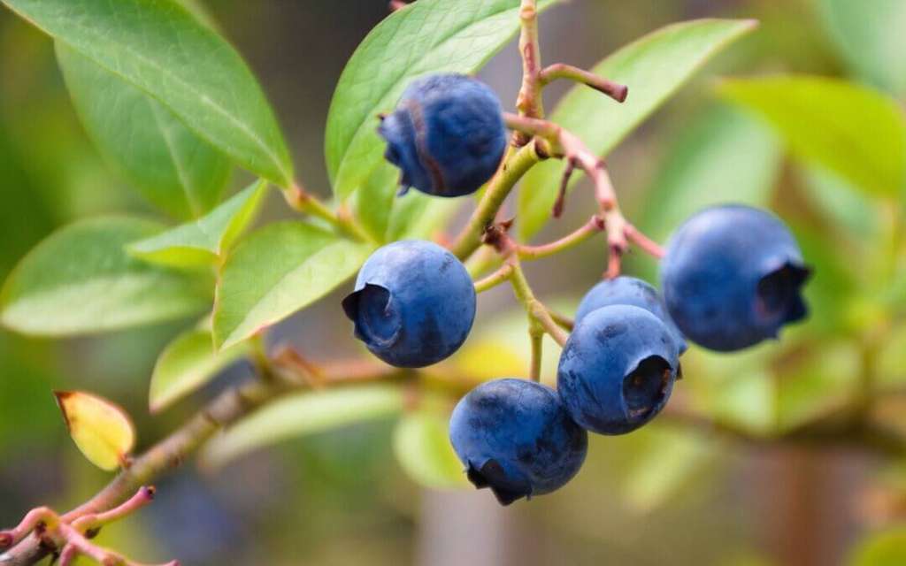 Aru00e1ndanos (Foto Freshuelva)