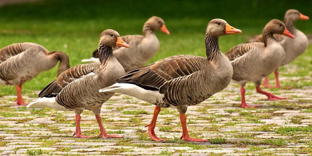 Geese 3487734 1280