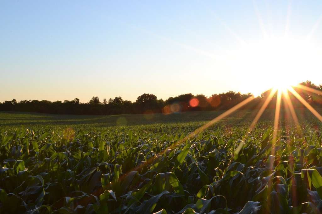 Campo de cultivo PAC (Foto MAPA)