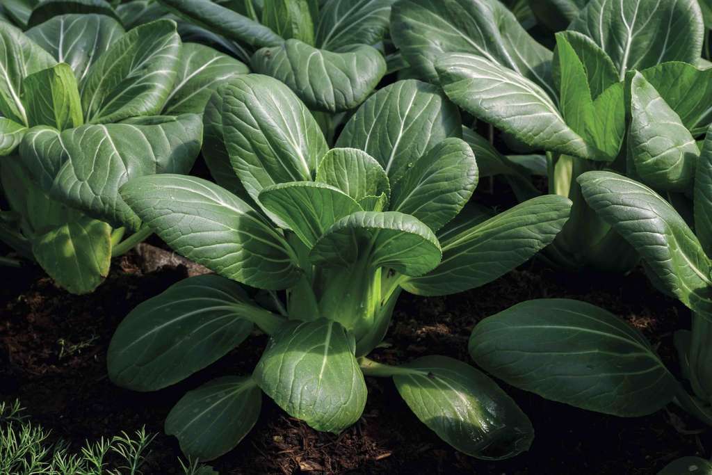 PR pak choi