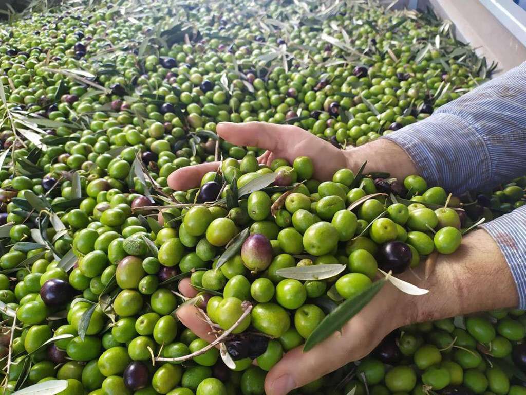 Aceituna Aove (Foto DO Sierra Mágina)