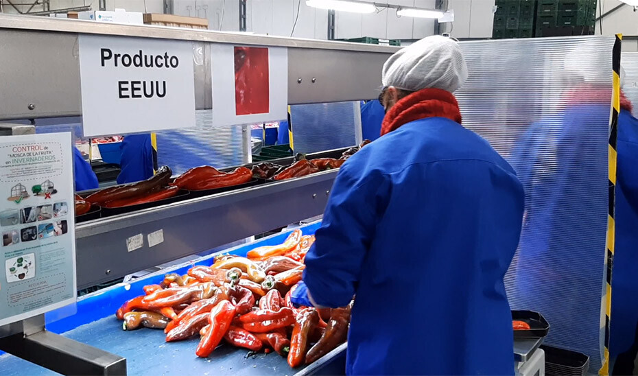 Industria agroalimentaria exportación pimiento (Foto Junta de Andalucía)